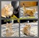 Munchkin Cats for sale in Sacramento, CA, USA. price: $2,300