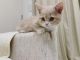 Munchkin Cats for sale in San Francisco, CA, USA. price: $600