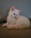 Munchkin Cats for sale in Seattle, Washington. price: $550