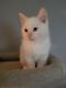 Munchkin Cats for sale in Detroit, Michigan. price: $550