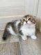 Munchkin Cats for sale in New York City, New York. price: $400