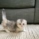 Munchkin Cats for sale in Chicago, Illinois. price: $500