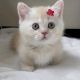 Munchkin Cats for sale in Chicago, Illinois. price: NA