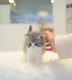 Munchkin Cats for sale in Albany, Georgia. price: $500