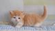 Munchkin Cats for sale in Hartford, Connecticut. price: $500