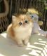 Munchkin Cats for sale in Montgomery, Alabama. price: $500