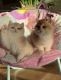 Munchkin Cats for sale in Augusta, Maine. price: $400