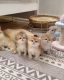 Munchkin Cats for sale in Salem, Oregon. price: $500