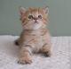 Munchkin Cats for sale in Bethlehem, Connecticut. price: $500