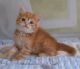 Munchkin Cats for sale in Jackson, Mississippi. price: $500