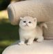 Munchkin Cats for sale in Tallahassee, Florida. price: $500