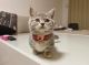 Munchkin Cats for sale in Buffalo, New York. price: $500