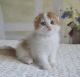 Munchkin Cats for sale in Hartford, Connecticut. price: $480
