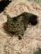 Munchkin Cats for sale in Cleveland, OH 44119, USA. price: $900