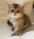 Munchkin Cats for sale in Concord, New Hampshire. price: $500