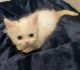 Munchkin Cats for sale in Fayetteville, Ohio. price: $2,150
