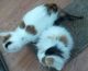 Munchkin Cats for sale in Hillister, TX 75979, USA. price: NA
