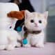 Munchkin Cats for sale in Weaverville, California. price: $650