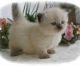 Munchkin Cats for sale in Richmond, VA, USA. price: $250