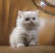 Munchkin Cats for sale in Capon Bridge, WV 26711, USA. price: $2,200
