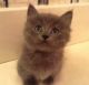 Munchkin Cats for sale in Fort Worth, TX, USA. price: NA