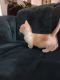 Munchkin Cats for sale in Hialeah, Florida. price: $900