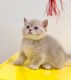 Munchkin Cats for sale in Chino, CA, USA. price: $5,500
