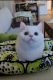 Munchkin Cats for sale in Chino, CA, USA. price: $3,100