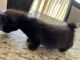 Munchkin Cats for sale in Kissimmee, FL, USA. price: $1,000