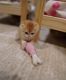 Munchkin Cats for sale in Belle Mead, New Jersey. price: $150