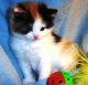 Munchkin Cats for sale in Charlotte, NC, USA. price: NA