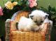 Munchkin Cats for sale in Baltimore, MD, USA. price: $300