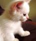 Munchkin Cats for sale in Louisville, KY, USA. price: $300