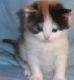 Munchkin Cats for sale in Worcester, MA, USA. price: NA