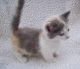 Munchkin Cats for sale in Worcester, MA, USA. price: NA