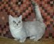 Munchkin Cats for sale in Frisco, TX, USA. price: NA