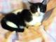 Munchkin Cats for sale in Peoria, AZ, USA. price: $400