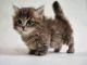 Munchkin Cats for sale in Baltimore, MD, USA. price: NA