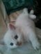Munchkin Cats for sale in Bakersfield, CA, USA. price: NA