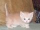 Munchkin Cats for sale in Addison, AL 35540, USA. price: $400