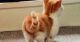 Munchkin Cats for sale in Frederick, MD, USA. price: $500