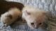 Munchkin Cats for sale in Jersey City, NJ, USA. price: NA