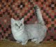 Munchkin Cats for sale in Berkeley, CA, USA. price: NA