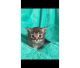 Munchkin Cats for sale in Berkeley, CA, USA. price: NA