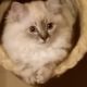 Munchkin Cats for sale in Surrey, BC, Canada. price: $1,500