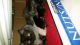 Munchkin Cats for sale in Surrey, BC, Canada. price: NA