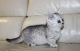 Munchkin Cats for sale in Albany, NY, USA. price: NA