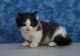 Munchkin Cats for sale in Albany, NY, USA. price: NA