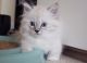 Munchkin Cats for sale in Chicago, IL, USA. price: $300