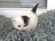 Munchkin Cats for sale in Mayfield, KY 42066, USA. price: NA
